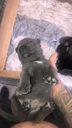 Image 11 of grand champion bloodlines cane corso pups. 10 weeks old.