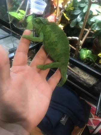 Image 1 of Beautiful adult female Jackson’s xanth chameleon