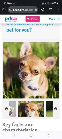 Image 1 of Adult chihuaha or small dog wanted for loving home.