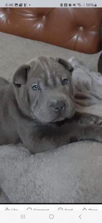 Image 7 of Sharpei puppys  for sale