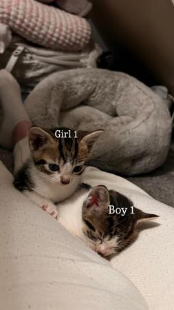 Image 5 of Tabby & White kittens for sale