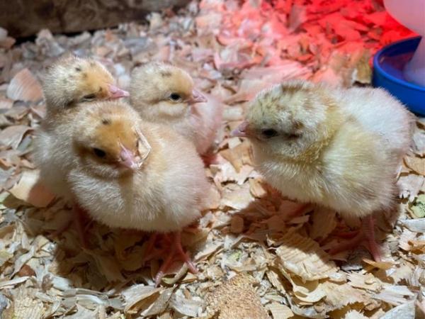 Image 2 of Buff Orpington Chicks (Un-sexed)