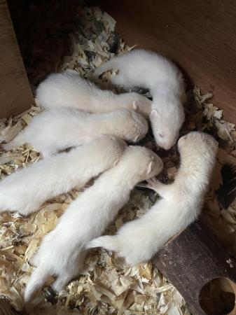 Image 1 of Working Ferret kits for sale