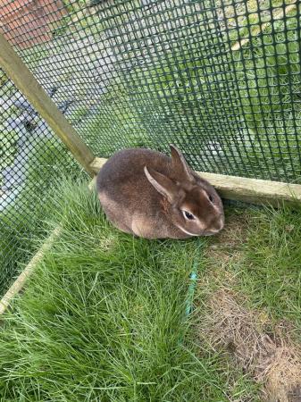 Image 4 of Rabbit for sale………………..!