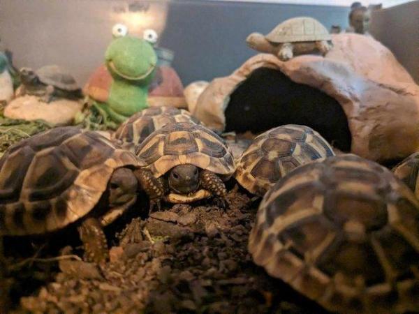 Image 5 of Hermann tortoise hatchlings for sale