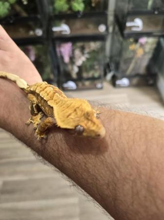 Image 12 of Stunning crested gecko babies and female adults