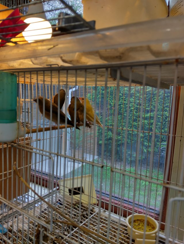 Preview of the first image of Gouldians ,some pairs. Muling Norwich Cocks.
