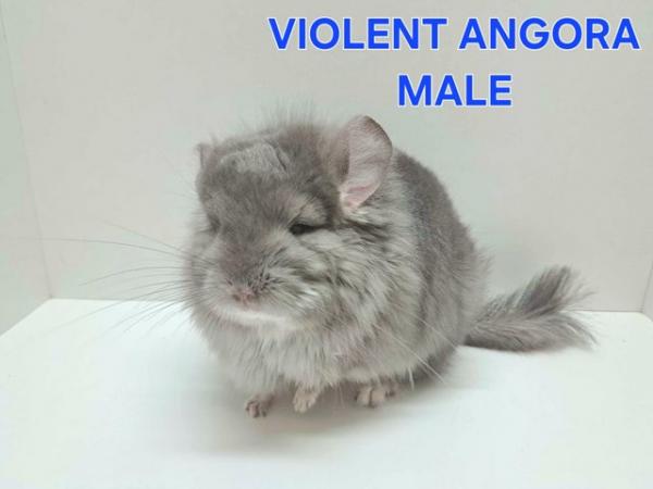 Image 4 of Stunning babies chinchilla mix colours and gender