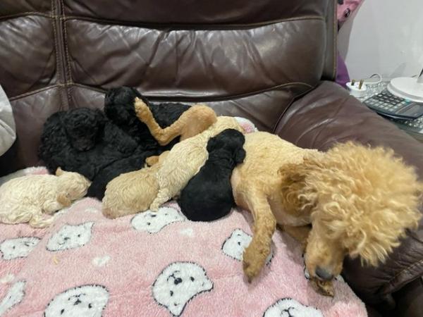 Image 15 of Beautiful Toy Poodles“ready now”