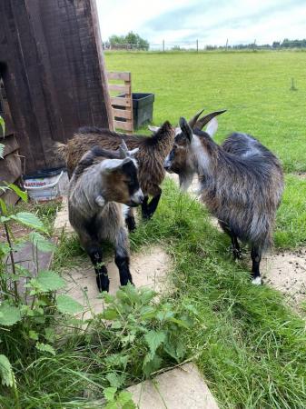 Image 3 of Pygmy goats kid s wether13 wks