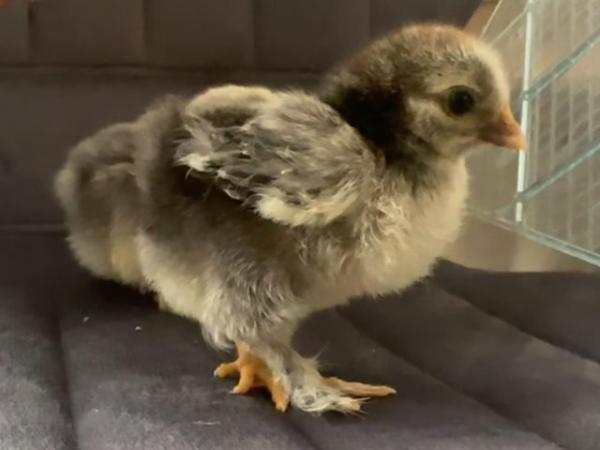 Image 2 of Silkie Chicks & Ducklings available