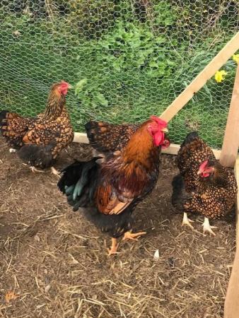 Image 2 of Gold Laced Wyandotte Large fowl Hatching eggs