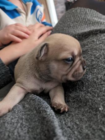 Image 3 of KC REGISTERED french bulldog puppies