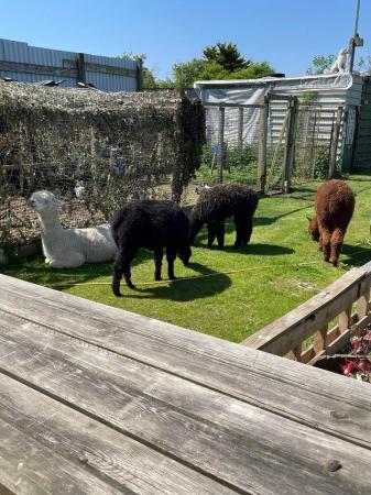 Image 1 of Four Alpacas for sale (male & females)
