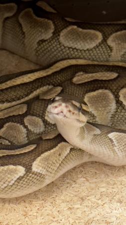 Image 3 of Female Lesser ball python