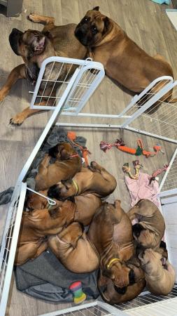Image 1 of Cane Corso X Presa Canario Puppies For Sale