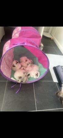 Image 10 of Ragdoll kittens 4 girls 3 boys :)