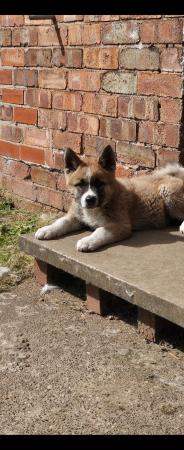 Image 7 of 1 male American inu akita puppy left for sale