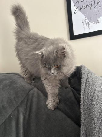 Image 1 of British shorthair and longhair cats