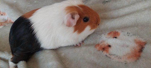 Image 3 of 3 female & 2 male Guinea pigs ?? (Seperated)