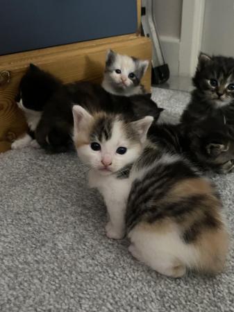 Image 14 of Playful kittens seeking loving homes