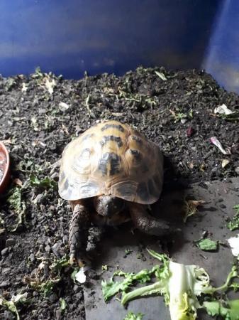 Image 3 of 6yr old male horse field tortoise
