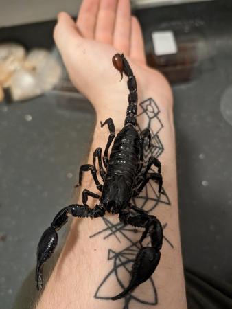 Image 3 of Tarantulasand a scorpion for sale
