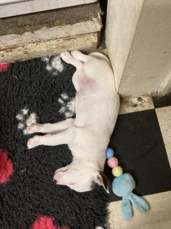 Image 11 of Jack Russell puppy for sale- Last one left