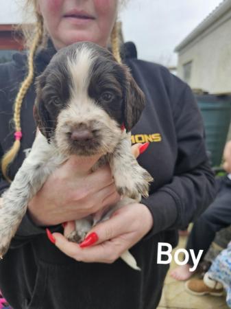 Image 4 of Sprocker puppies for sale 1 girl left