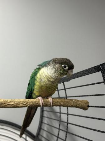 Image 4 of Female breeding conure ( breeding and for avery)
