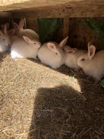 Image 3 of Adorable baby New Zealand White rabbits
