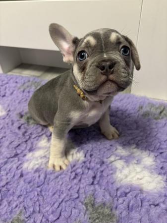 Image 16 of Last one left ready today  KC REG French bulldog puppies