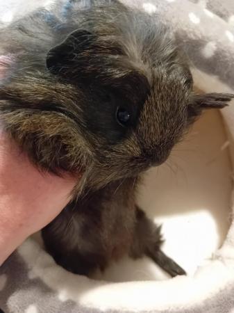 Image 1 of Baby girl Sheltie guinea pigs