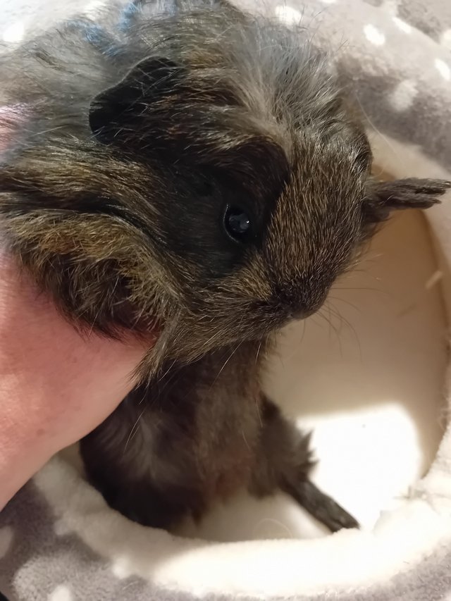 Preview of the first image of Baby girl Sheltie guinea pigs.