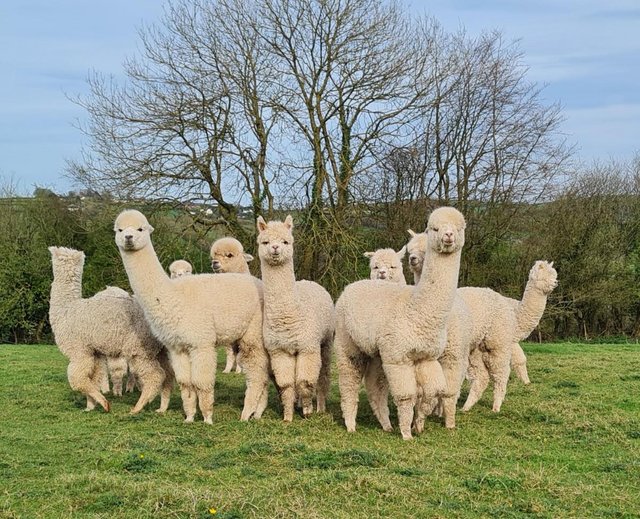Preview of the first image of Alpacas - weanling boys available.