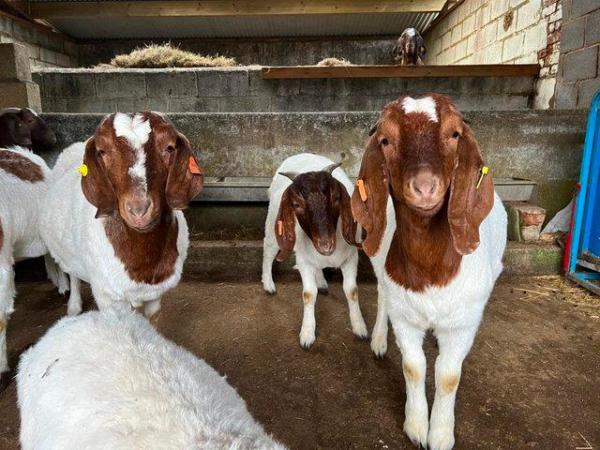 Image 5 of Pedigree Boer goats, Does, Doelings and Wethers