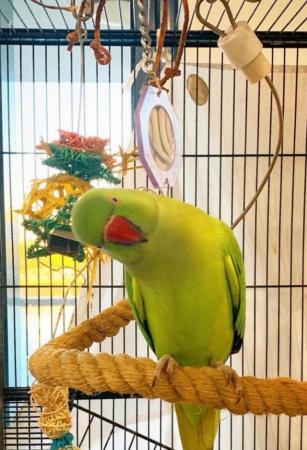 Image 4 of Baby tamed ring neck talking parrot