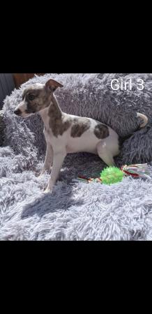 Image 7 of WHIPPET PUPPIES, PEDIGREE,KC REGISTERED