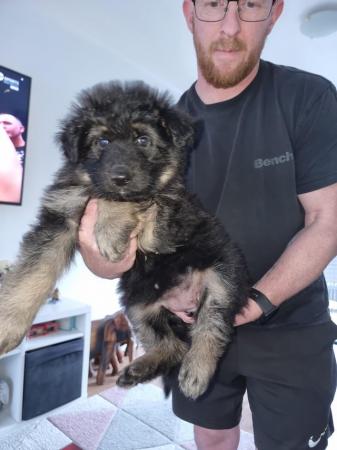 Image 1 of Stunning long coat kc registered german shepherd puppies