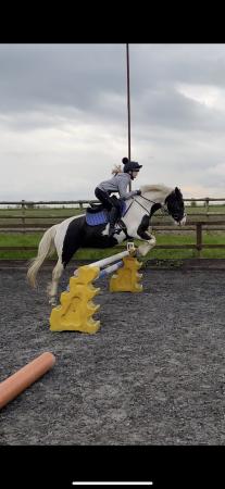 Image 3 of Brave, bold, talented individual. BSJ worthy Pony