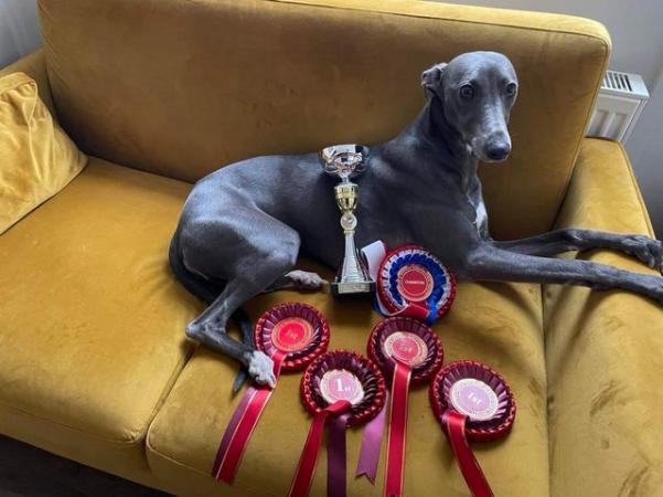 Image 6 of Champion KC registered whippet puppies