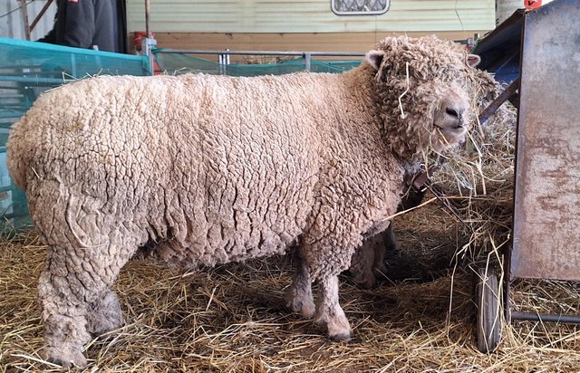 Image 1 of Southdown ewes traditional type 2 shear and older na