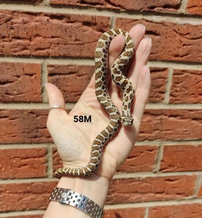 Image 7 of *CB2023 Western Hognose Snakes*
