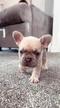 Image 8 of Adorable French bulldog puppies 5 weeks old