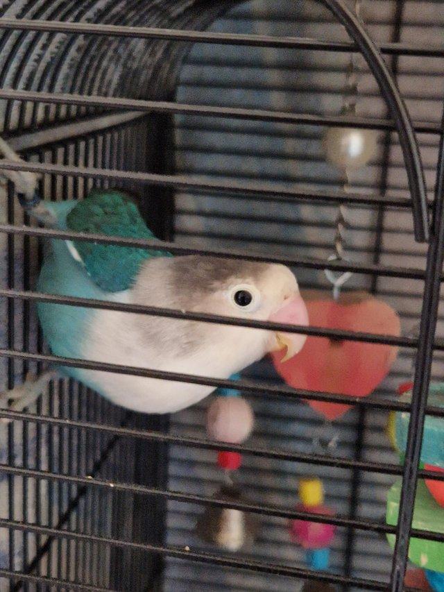 Preview of the first image of 1 year old lovebirds with cage.