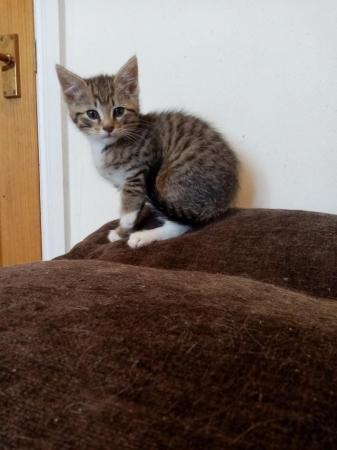 Image 5 of 1 lonely loving tabby boy kitten looking for a loving home