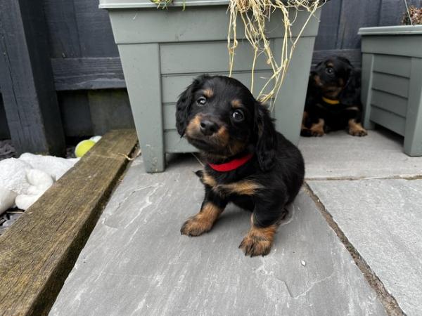 Image 11 of Long Haired Miniature Dachshunds