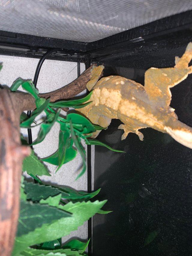 Preview of the first image of Harlequin Crested gecko for sale now sold.