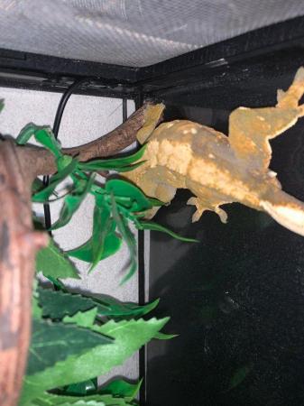 Image 1 of Harlequin Crested gecko for sale now sold