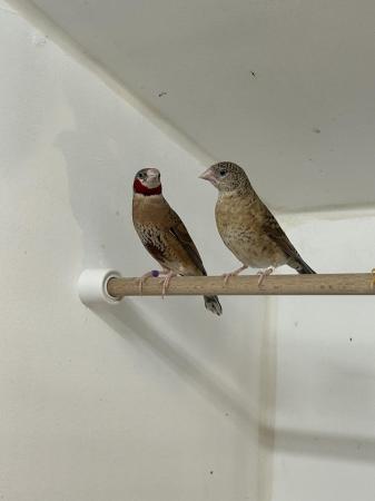 Image 2 of Pair of Cutthroat finches